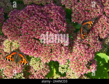 Kleine Tortoiseshell-Schmetterlinge, die sich auf einem Sedum Flower Head in einem Garten in der Nähe von Sawdon North Yorkshire England Großbritannien ernähren Stockfoto