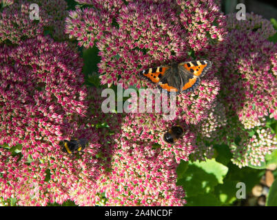 Ein kleiner Tortoiseshell Butterfly, der auf Nectar auf einem Sedum Flower Head in einem Garten in der Nähe von Sawdon North Yorkshire England Großbritannien ernährt Stockfoto