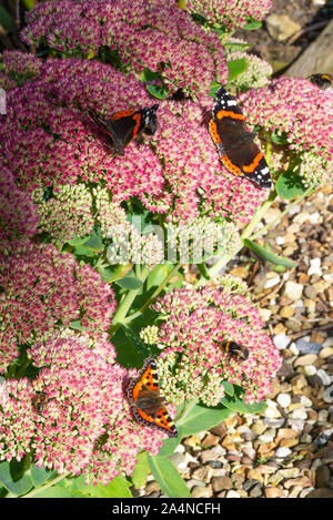 Kleine Schmetterlinge aus Tortoiseshell und Roter Admiral, die sich auf Nectar auf einem Sedum Flower Head Autumn Joy in einem Garten in der Nähe von Sawdon North Yorkshire England ernähren Stockfoto