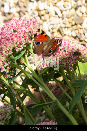 Ein wunderschöner Pfauen-Schmetterling, der auf Nectar auf einem Sedum Flower Head Herbstfreude in einem Garten in Sawdon North Yorkshire England Großbritannien füttert Stockfoto