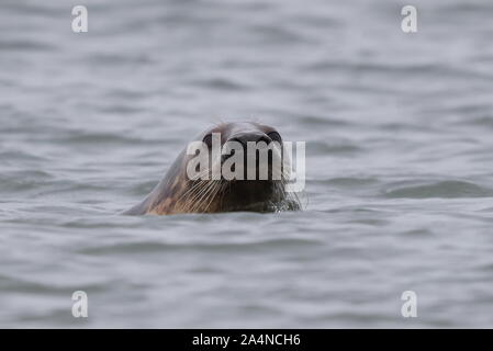 Kegelrobben Stockfoto