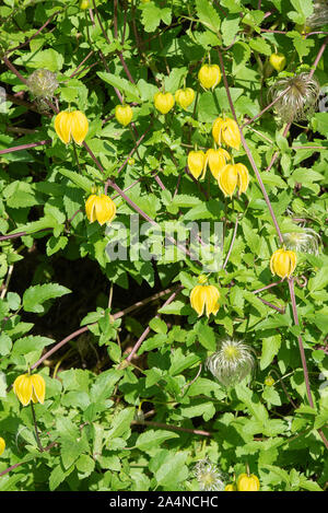 Schöne leuchtend gelbe Glocken-ähnliche Clematis Blumen Bill MacKenzie in einem Garten in Sawdon North Yorkshire England Großbritannien Stockfoto