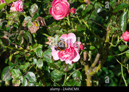 Ein Wunderschöner roter Admiral Butterfly, Der Auf Der Suche nach Nektar auf einer rosafarbenen Rose ist, auf der er sich in einem Garten in Sawdon in der Nähe von Scarborough North Yorkshire England UK Ernähren kann Stockfoto