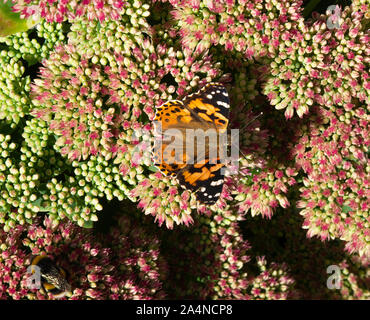 Eine gemalte Dame Butterfly, die sich auf Nectar auf einem Sedum Flower Head Autumn Joy in a Garden in Sawdon North Yorkshire England Großbritannien ernährt Stockfoto