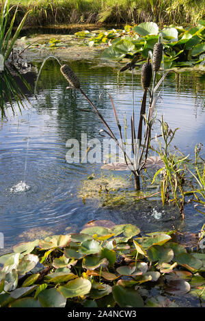 Wunderschöner ornamentaler Bulrush Fountain in einem Teich in einem Garten in Sawdon North Yorkshire England Großbritannien Stockfoto