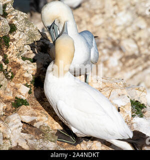 Ein Paar von Northern Gannets, die auf einem Cliff stehen, preening in Bempton Cliffs North Yorkshire England Großbritannien Stockfoto