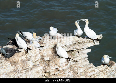 Teil einer Gannet-Kolonie an einem Rocky-Outcrop bei Bempton Cliffs North Yorkshire England Großbritannien Stockfoto