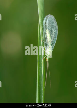 Grüne Florfliege thront auf Gras stammen. Tipperary, Irland Stockfoto