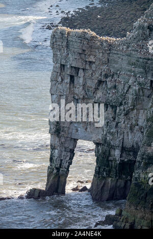 Die Schönen Bempton Limestone Cliffs an der North Yorkshire Coast in der Nähe von Bridlington Yorkshire England Großbritannien Stockfoto
