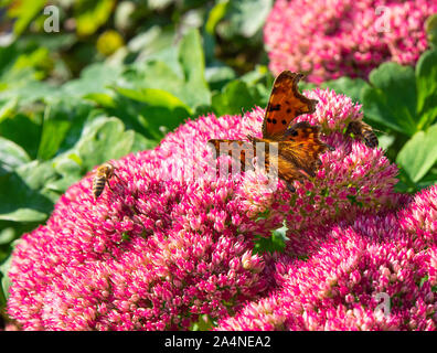 Ein wunderschöner Komma Schmetterling und Bienen, die sich von einer großen Pink Sedum Bloom Herbstfreude in einem Garten in Sawdon North Yorkshire England Großbritannien ernähren Stockfoto