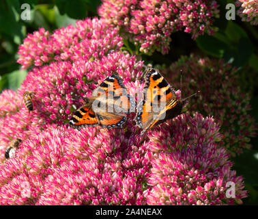 Kleine Tortoiseshell-Schmetterlinge, die sich auf einem Sedum Flower Head in einem Garten in der Nähe von Sawdon North Yorkshire England Großbritannien ernähren Stockfoto