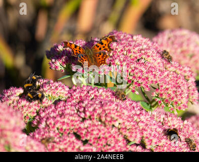 Ein wunderschöner Komma Schmetterling und Bienen, die sich von einer großen Pink Sedum Bloom Herbstfreude in einem Garten in Sawdon North Yorkshire England Großbritannien ernähren Stockfoto