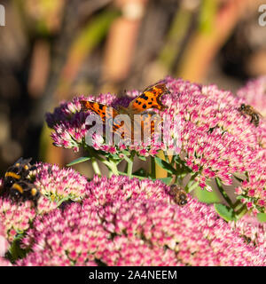 Ein wunderschöner Komma Schmetterling und Bienen, die sich von einer großen Pink Sedum Bloom Herbstfreude in einem Garten in Sawdon North Yorkshire England Großbritannien ernähren Stockfoto