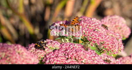 Ein wunderschöner Komma Schmetterling und Bienen, die sich von einer großen Pink Sedum Bloom Herbstfreude in einem Garten in Sawdon North Yorkshire England Großbritannien ernähren Stockfoto