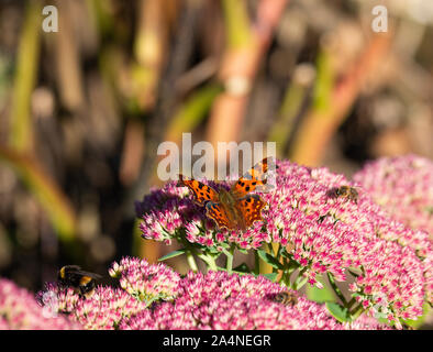 Ein wunderschöner Komma Schmetterling und Bienen, die sich von einer großen Pink Sedum Bloom Herbstfreude in einem Garten in Sawdon North Yorkshire England Großbritannien ernähren Stockfoto