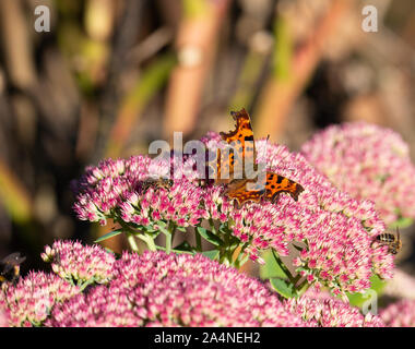 Ein wunderschöner Komma Schmetterling und Bienen, die sich von einer großen Pink Sedum Bloom Herbstfreude in einem Garten in Sawdon North Yorkshire England Großbritannien ernähren Stockfoto