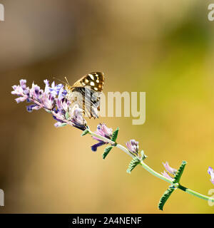 Ein Wunderschöner Speckled Wood Butterfly, Der Auf einer blauen Katminzblume in einem Garten in der Nähe von Sawdon North Yorkshire England Großbritannien Füttert Stockfoto