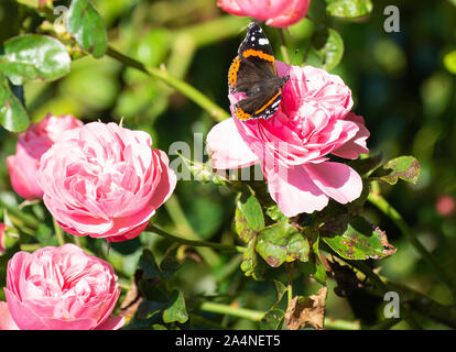 Ein Wunderschöner roter Admiral Butterfly, Der Auf Der Suche nach Nektar auf einer rosafarbenen Rose ist, auf der er sich in einem Garten in Sawdon in der Nähe von Scarborough North Yorkshire England UK Ernähren kann Stockfoto