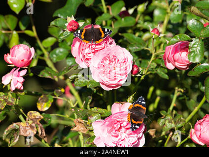 Schöne Schmetterlinge des roten Admiral Auf Der Suche nach Nektar auf einer rosarbenen Rose, auf der sie sich in einem Garten in Sawdon in der Nähe von Scarborough North Yorkshire England UK Ernähren Stockfoto