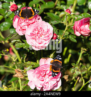 Schöne Schmetterlinge des roten Admiral Auf Der Suche nach Nektar auf einer rosarbenen Rose, auf der sie sich in einem Garten in Sawdon in der Nähe von Scarborough North Yorkshire England UK Ernähren Stockfoto