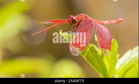 Libelle Stockfoto