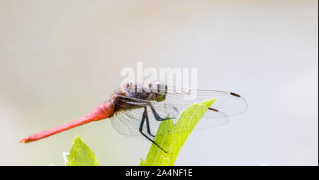Libelle Stockfoto
