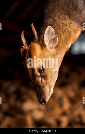 Tote Hirsche hängen Stockfoto