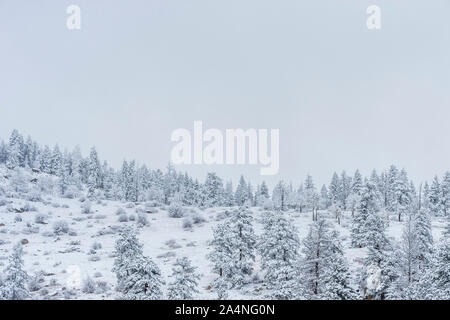 Ein Schneesturm fährt fort, den Wald der Rocky Mountains Decke im Rocky Mountain National Park, Colorado auf. Stockfoto