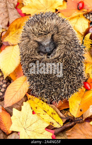 Igel, (Wissenschaftlicher Name: Erinaceus europaeus). Native, wilde Igel zusammengerollt zu einem Ball im Herbst mit bunten Herbst Blätter und Kastanien Stockfoto