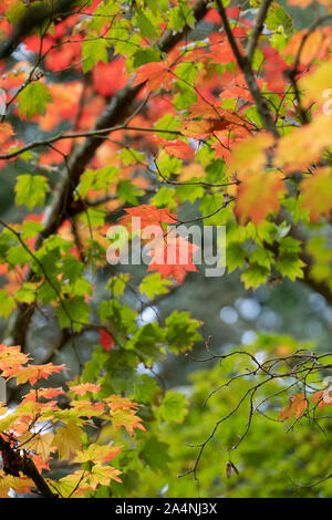 Acer japonicum vitifolium. Downy japanischen Ahorn Blätter im Herbst Stockfoto