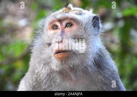 Ein Porträt von einem Affen in den Heiligen Affenwald in Ubud - Bali/Indonesien. Stockfoto