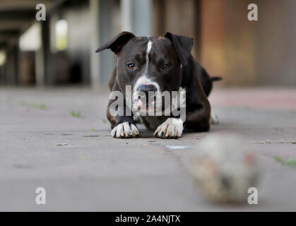 American Staffordshire Terrier, Hund spielt mit einem Ball Stockfoto