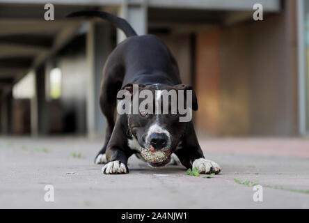 American Staffordshire Terrier, Hund spielen mit einem Ball Stockfoto