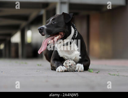 American Staffordshire Terrier, Hund spielen mit einem Ball Stockfoto