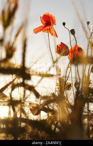 Mohn rot glühenden am Abend Sommer Sonnenlicht Stockfoto