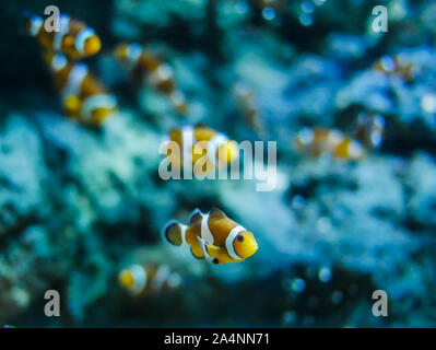 Nemo Fisch oder Clown fishswimming rund um Aquarium Tank. Fisch mit roten und weißen Streifen Stockfoto