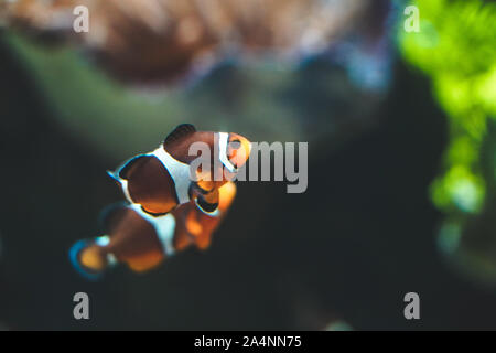 Nemo Fisch oder Clown fishswimming rund um Aquarium Tank. Fisch mit roten und weißen Streifen Stockfoto