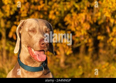 Weimaraner Jagd. Herbst Abend mit Hund. Nahaufnahme der Jagdhund. Stockfoto