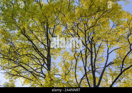 Große bunte gelb Esche von Herbst Stockfoto
