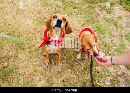 Tierheim Hund bis zur Annahme auf einen Ausflug zum Strand Stockfoto