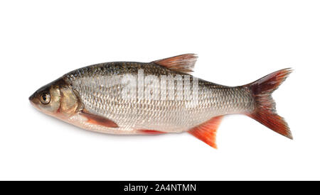 Seitenansicht des ide-Fisch isoliert auf weißem Stockfoto