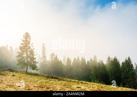 Fantastische nebligen Wetter im Herbst. niedrige Wolke über dem Wald am Hang. Fichte auf dem grasbewachsenen Lichtung. magischer Moment am Morgen. wonderf Stockfoto