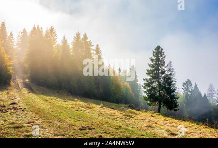 Fantastische nebligen Wetter im Herbst. niedrige Wolke über dem Wald am Hang. Fichte auf dem grasbewachsenen Lichtung. magischer Moment am Morgen. wonderf Stockfoto