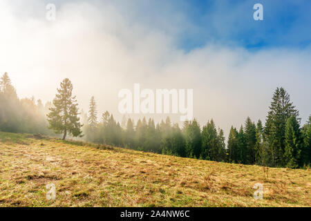 Fantastische nebligen Wetter im Herbst. niedrige Wolke über dem Wald am Hang. Fichte auf dem grasbewachsenen Lichtung. magischer Moment am Morgen. wonderf Stockfoto