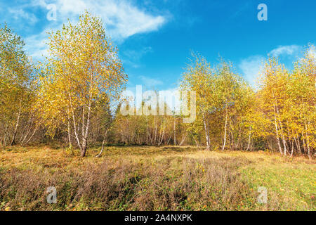 Birke Wald in den Bergen. sonnigen Herbst Landschaft. Bäume in gelb Laub. Blauer Himmel mit Wolken Stockfoto