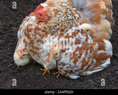 Inländische Hof Huhn mit frisch geschlüpfte Küken Stockfoto