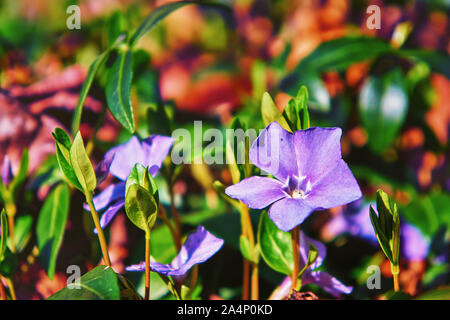 Schöne Zeit im Frühjahr. Blaue Blumen im Frühling. Stockfoto