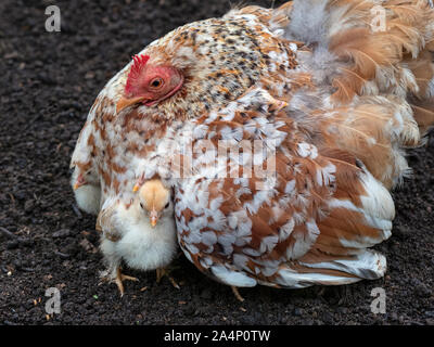 Inländische Hof Huhn mit frisch geschlüpfte Küken Stockfoto