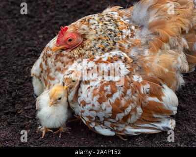 Inländische Hof Huhn mit frisch geschlüpfte Küken Stockfoto