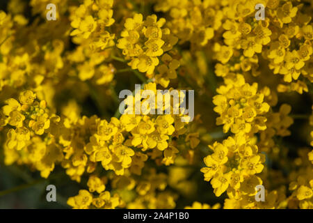 Warenkorb goldene Blumen in voller Blüte im Frühling Stockfoto
